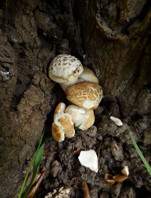 Developing fruit bodies on poplar in Harlow, UK.